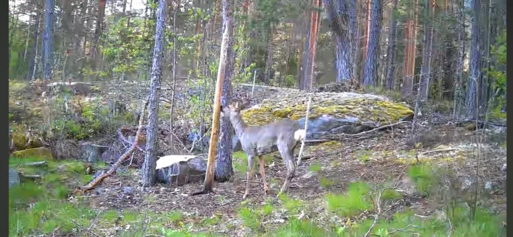 Extremhunt Saltpasta Anis 2,4kg (4stk 600g pølser) Fantastisk til alt hjortevilt og villsvin!