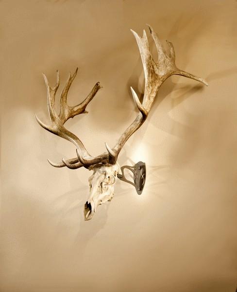 Skull Hooker trofeoppheng magnum, brun