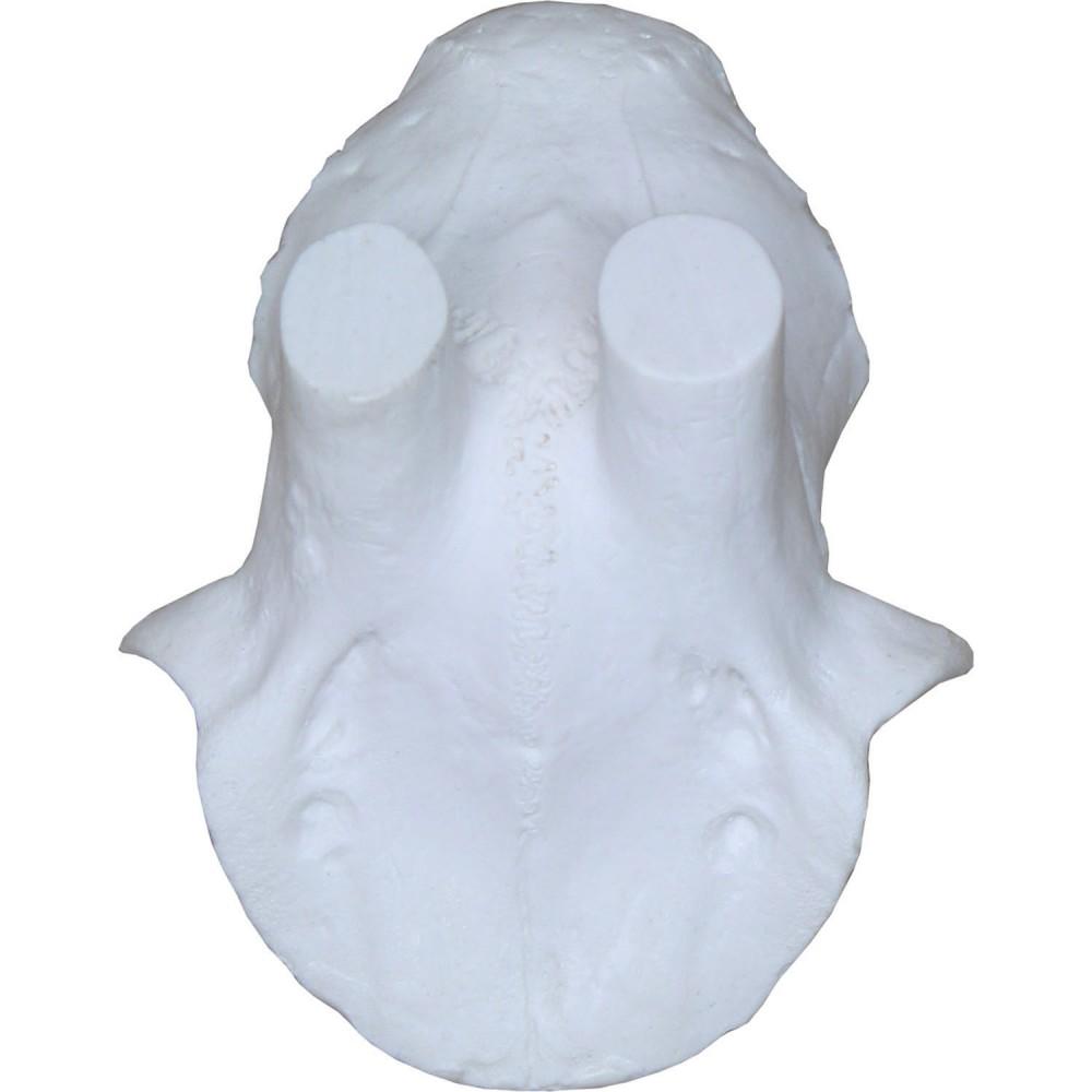 Eurohunt Kunstig Rådyrbukkskalle