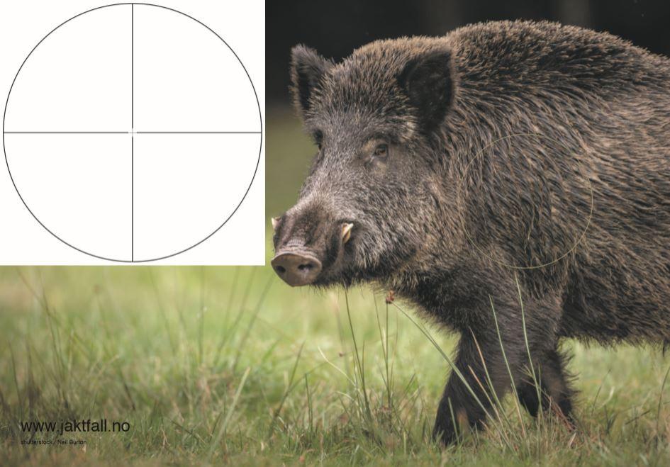 Skyteskive/Viltfigurplansje Villsvin (100x70cm)