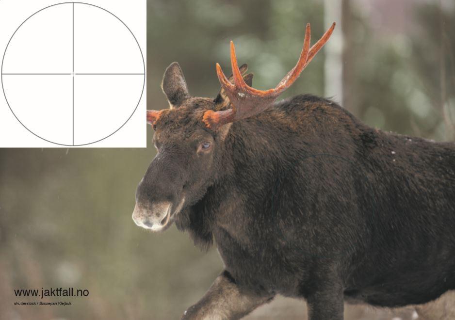 Skyteskive/Viltfigurplansje Elg (100x70cm)