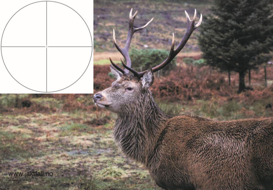 Skyteskive/Viltfigurplansje Hjort (100x70cm)